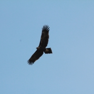 Aquila audax at Wallaroo, NSW - 20 Jan 2021