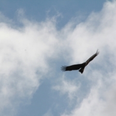 Aquila audax at Wallaroo, NSW - 20 Jan 2021