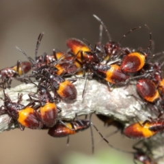 Oncopeltus (Oncopeltus) sordidus at Acton, ACT - 8 Jan 2021