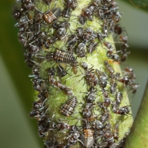 Eurymelinae (subfamily) at Acton, ACT - 19 Jan 2021