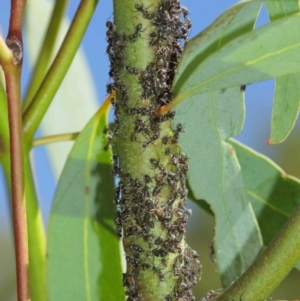 Eurymelinae (subfamily) at Acton, ACT - 19 Jan 2021