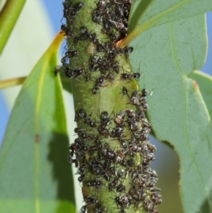 Eurymelinae (subfamily) at Acton, ACT - 19 Jan 2021