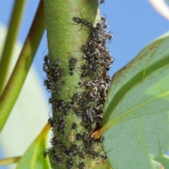 Eurymelinae (subfamily) at Acton, ACT - 19 Jan 2021