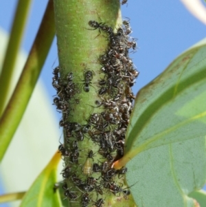 Eurymelinae (subfamily) at Acton, ACT - 19 Jan 2021