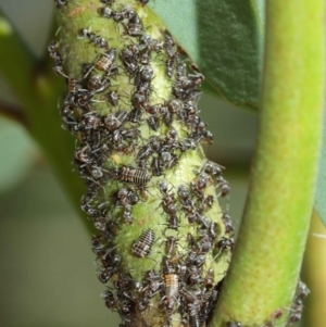 Eurymelinae (subfamily) at Acton, ACT - 19 Jan 2021