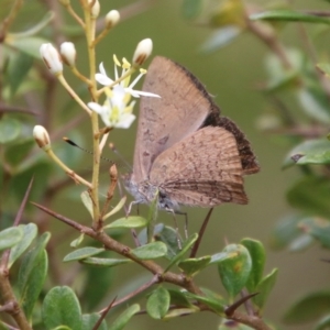 Paralucia pyrodiscus at Mongarlowe, NSW - 20 Jan 2021