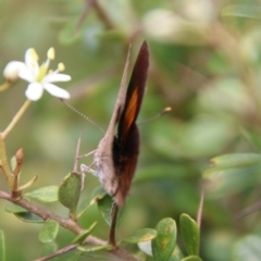 Paralucia pyrodiscus at Mongarlowe, NSW - 20 Jan 2021