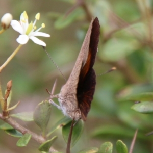 Paralucia pyrodiscus at Mongarlowe, NSW - 20 Jan 2021