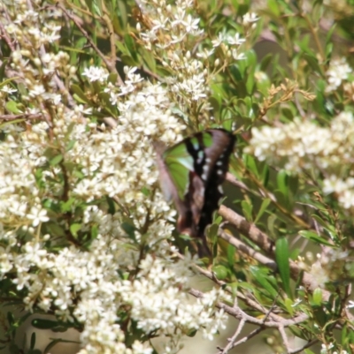 Graphium macleayanum (Macleay's Swallowtail) at Mongarlowe River - 20 Jan 2021 by LisaH