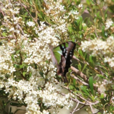 Graphium macleayanum (Macleay's Swallowtail) at QPRC LGA - 20 Jan 2021 by LisaH