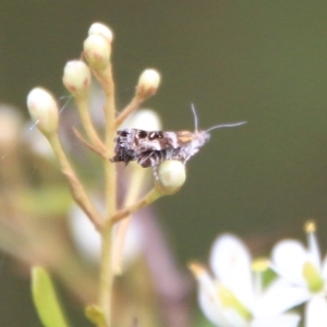 Tebenna micalis at Mongarlowe, NSW - suppressed