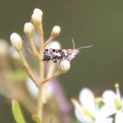 Tebenna micalis (Small Thistle Moth) at Mongarlowe River - 20 Jan 2021 by LisaH