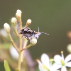 Tebenna micalis at Mongarlowe, NSW - suppressed