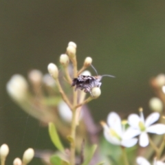 Tebenna micalis at Mongarlowe, NSW - suppressed