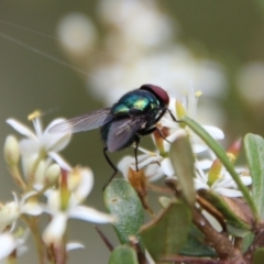 Chrysomya sp. (genus) (A green/blue blowfly) at Mongarlowe River - 20 Jan 2021 by LisaH