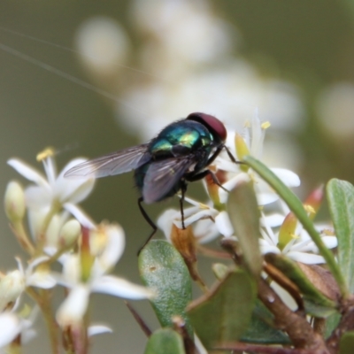 Chrysomya sp. (genus) (A green/blue blowfly) at QPRC LGA - 20 Jan 2021 by LisaH