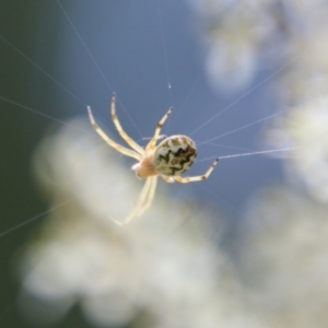 Araneus hamiltoni at Mongarlowe, NSW - 20 Jan 2021