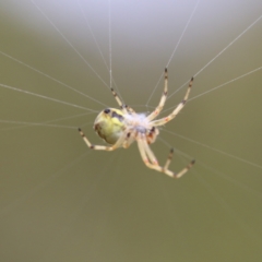 Araneus hamiltoni at Mongarlowe, NSW - 20 Jan 2021