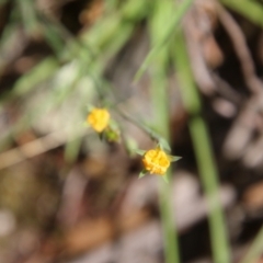 Hypericum gramineum (Small St Johns Wort) at Mongarlowe, NSW - 20 Jan 2021 by LisaH