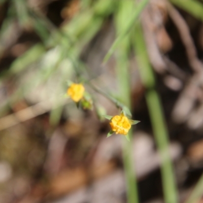 Hypericum gramineum (Small St Johns Wort) at Mongarlowe, NSW - 20 Jan 2021 by LisaH