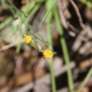 Hypericum gramineum at Mongarlowe, NSW - 20 Jan 2021