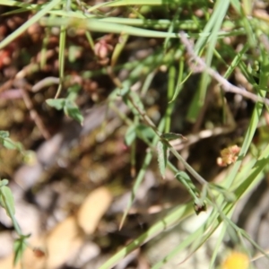 Hypericum gramineum at Mongarlowe, NSW - 20 Jan 2021