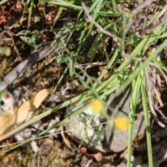 Hypericum gramineum at Mongarlowe, NSW - 20 Jan 2021