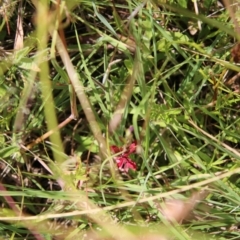 Epilobium sp. at Mongarlowe, NSW - suppressed