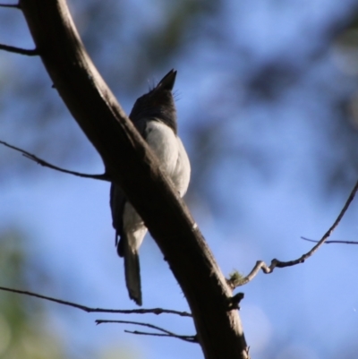 Myiagra rubecula (Leaden Flycatcher) at Mongarlowe River - 20 Jan 2021 by LisaH