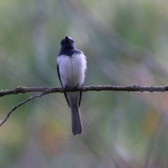 Myiagra rubecula at Mongarlowe, NSW - 20 Jan 2021