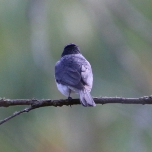 Myiagra rubecula at Mongarlowe, NSW - 20 Jan 2021