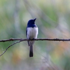 Myiagra rubecula at Mongarlowe, NSW - 20 Jan 2021