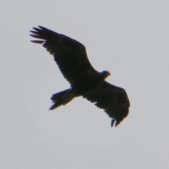 Aquila audax (Wedge-tailed Eagle) at Mongarlowe River - 20 Jan 2021 by LisaH