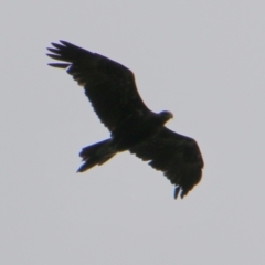 Aquila audax (Wedge-tailed Eagle) at Mongarlowe, NSW - 20 Jan 2021 by LisaH