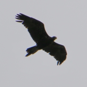 Aquila audax at Mongarlowe, NSW - 20 Jan 2021