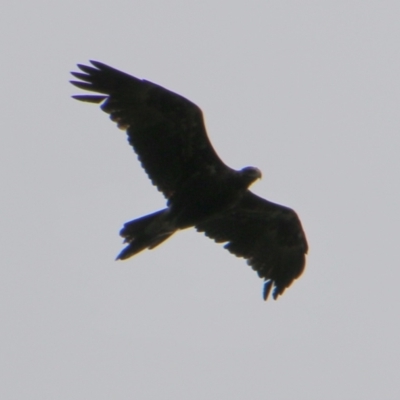 Aquila audax (Wedge-tailed Eagle) at Mongarlowe River - 20 Jan 2021 by LisaH