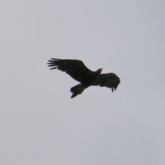 Aquila audax at Mongarlowe, NSW - suppressed