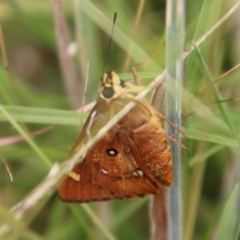 Trapezites symmomus (Splendid Ochre) at Mongarlowe River - 20 Jan 2021 by LisaH