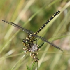 Austrogomphus ochraceus (Jade Hunter) at Mongarlowe, NSW - 20 Jan 2021 by LisaH