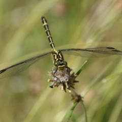 Austrogomphus ochraceus at suppressed - 20 Jan 2021