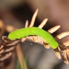 Capusa (genus) (Wedge moth) at Mongarlowe River - 20 Jan 2021 by LisaH