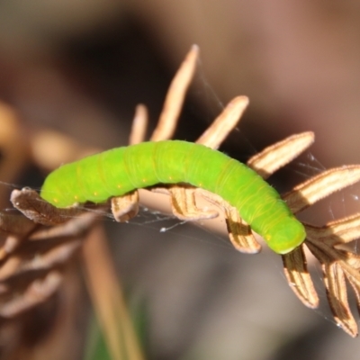 Capusa (genus) (Wedge moth) at Mongarlowe River - 20 Jan 2021 by LisaH