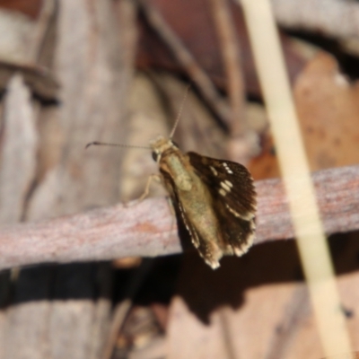 Toxidia parvula (Banded Grass-skipper) at QPRC LGA - 20 Jan 2021 by LisaH