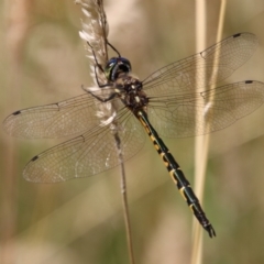 Hemicordulia australiae (Australian Emerald) at Mongarlowe, NSW - 20 Jan 2021 by LisaH