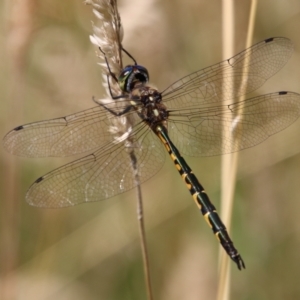 Hemicordulia australiae at Mongarlowe, NSW - 20 Jan 2021