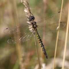 Hemicordulia australiae at Mongarlowe, NSW - 20 Jan 2021