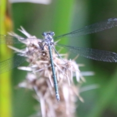 Austroargiolestes icteromelas (Common Flatwing) at Mongarlowe River - 20 Jan 2021 by LisaH