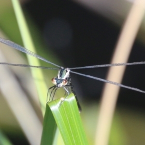 Austroargiolestes icteromelas at Mongarlowe, NSW - 20 Jan 2021