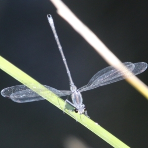 Austroargiolestes icteromelas at Mongarlowe, NSW - 20 Jan 2021