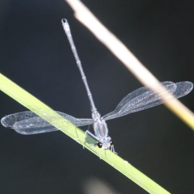 Austroargiolestes icteromelas (Common Flatwing) at Mongarlowe, NSW - 20 Jan 2021 by LisaH